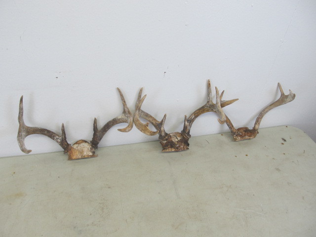 3 Whitetail Deer Racks