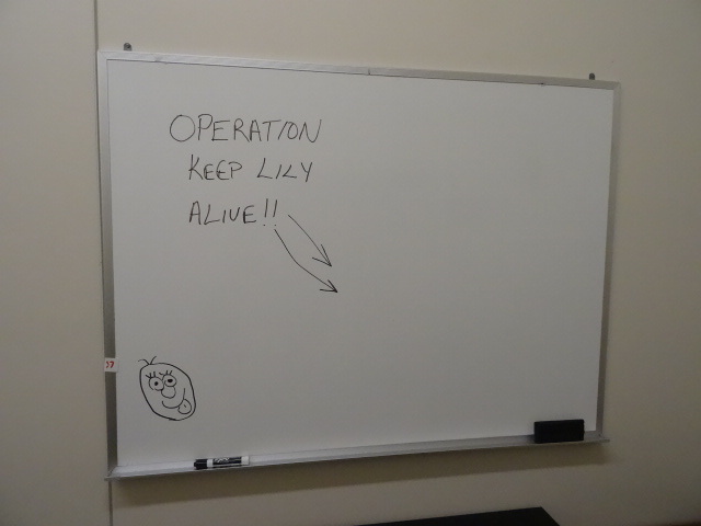 48 x 36 white board