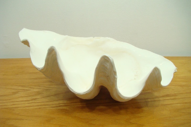 AUTHENTIC Large Clam Shell