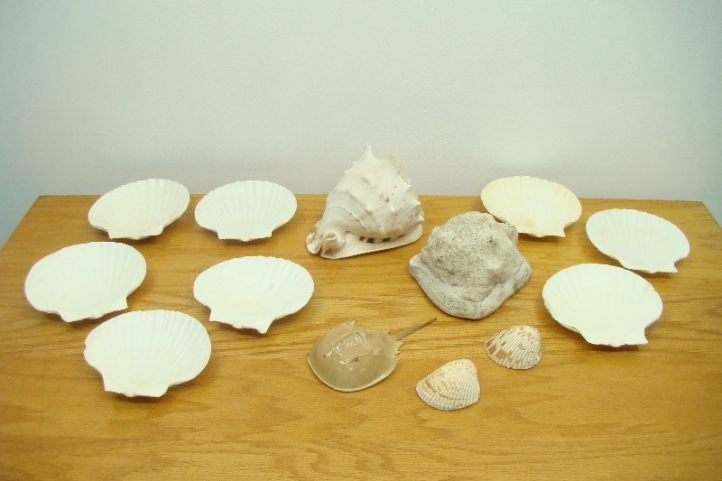 Lot of Various Larger Conch etc. Sea Shells