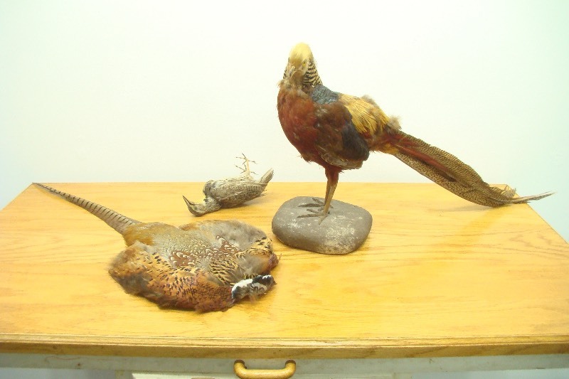 Lot of 3 Taxidermized Birds