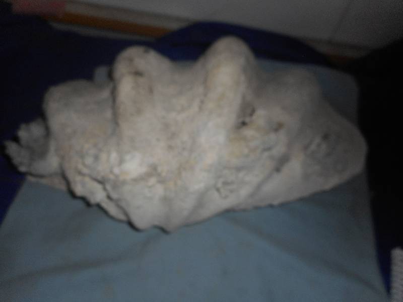 BAHAMAS CLAM SHELL