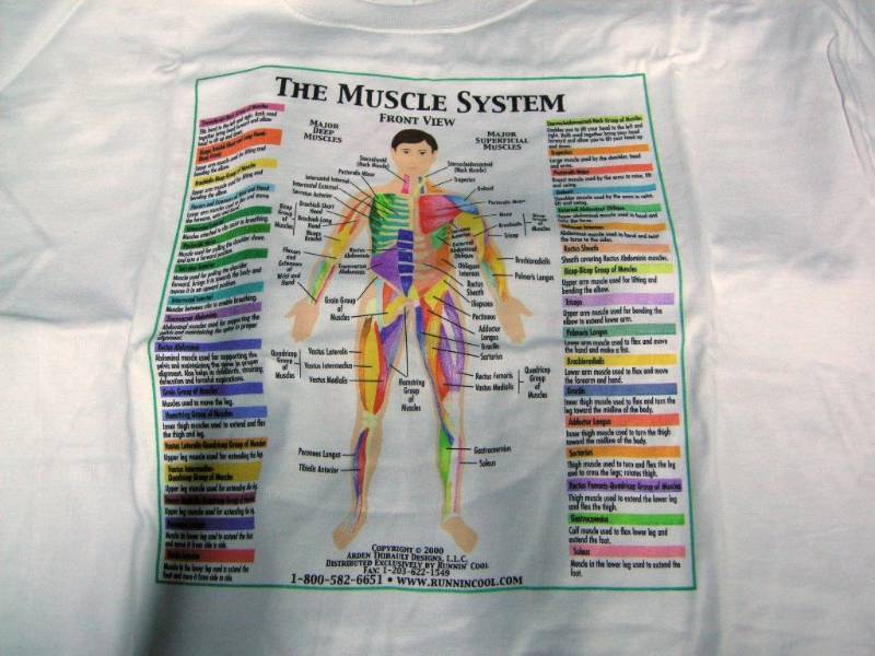 lot 100 image: New T-Shirts The Muscle System