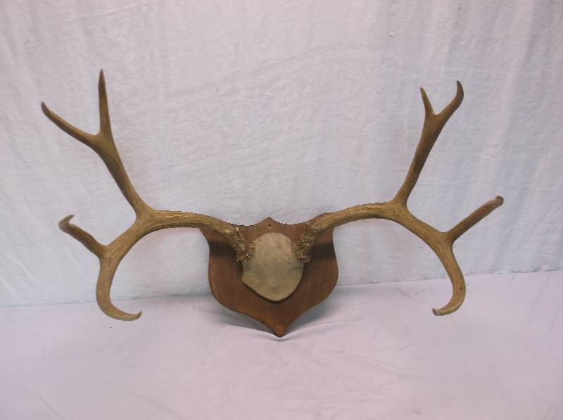 lot 38 image: Deer Rack