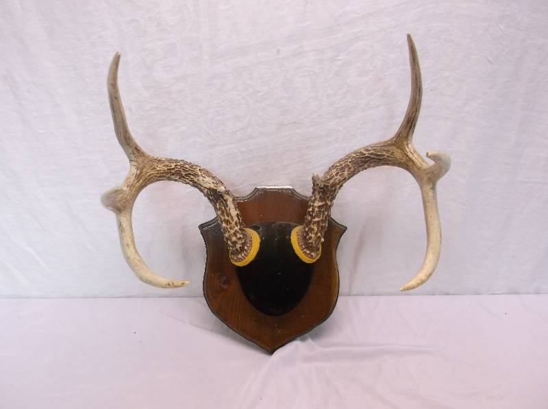 lot 39 image: Deer Rack