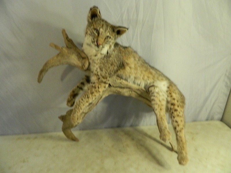 lot 3 image: Mounted Bobcat Taxidermy