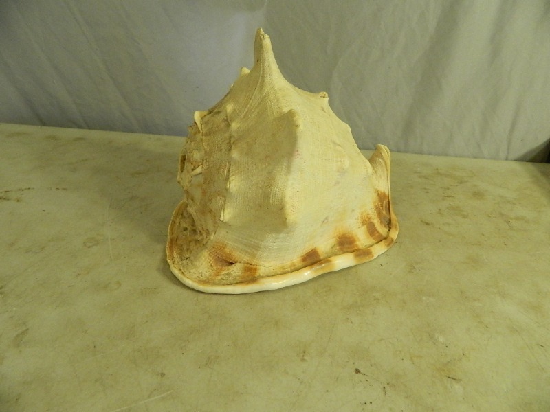 lot 32 image: Large Hawaii Seashell