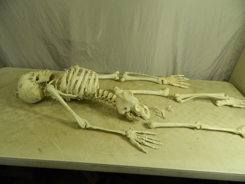 lot 125 image: Educational Skeleton