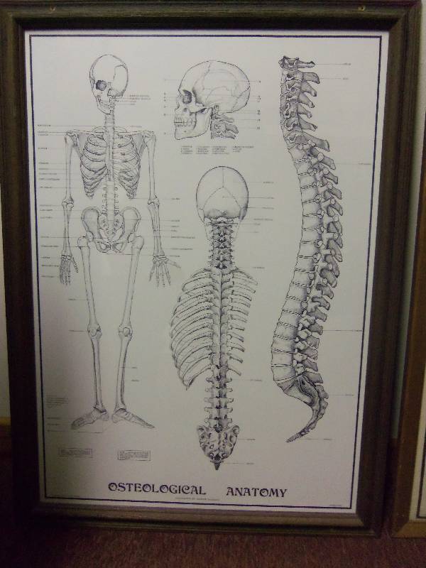 lot 8 image: Lot of 3 - Vintage Framed Medical Prints