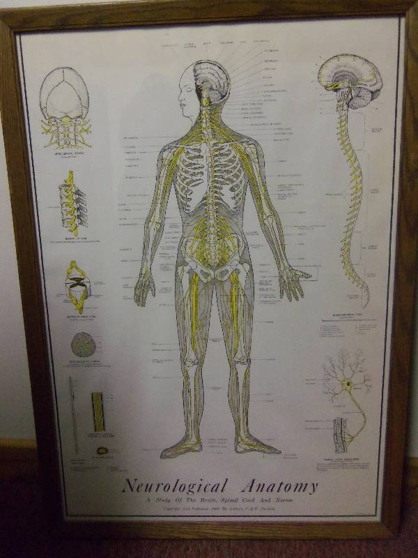 lot 10 image: Lot of 3 - Vintage Framed Medical Prints