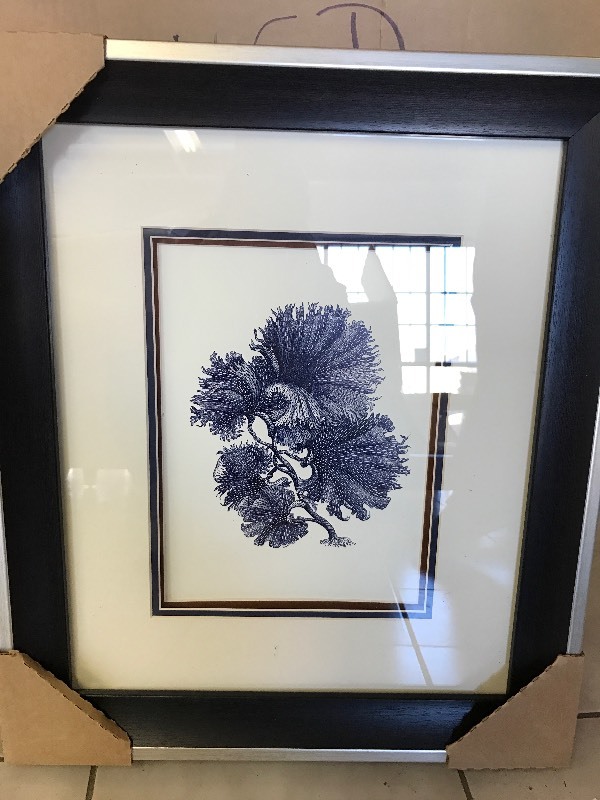 Indio Kelp 4 Piece Framed Prints