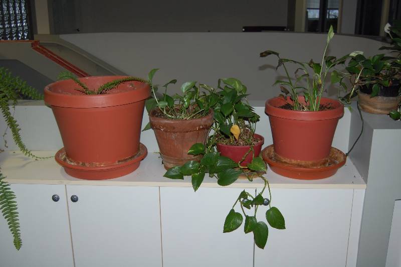 lot 86 image: Plants and Planters