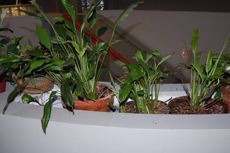 lot 87 image: Plants and Planters