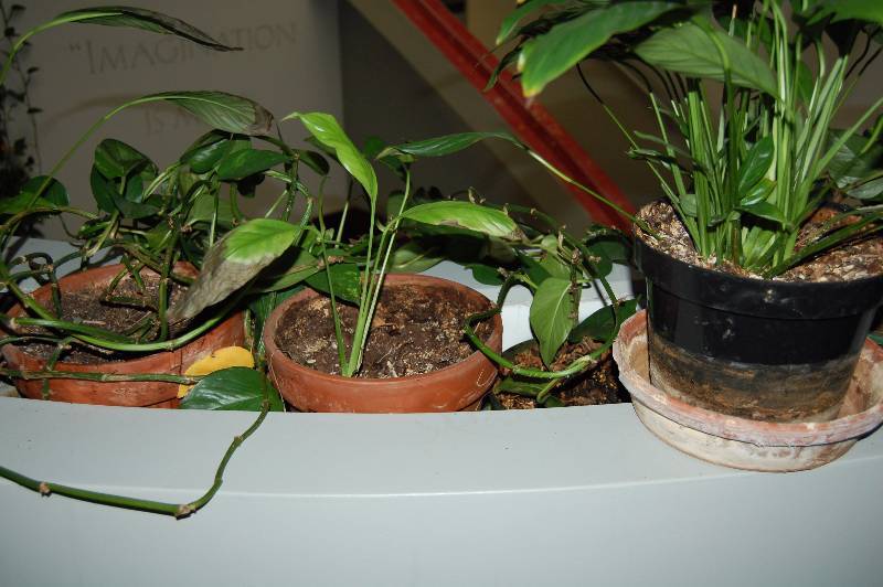 lot 88 image: Plants and Planters