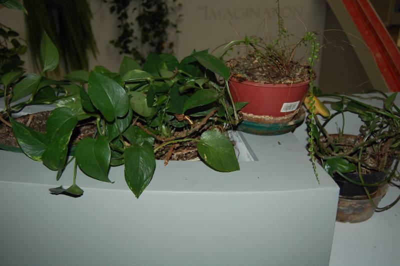 lot 89 image: Plants and Planters