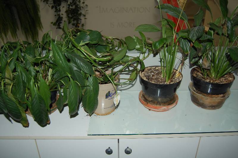 lot 90 image: Plants and Planters