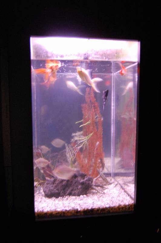 lot 92 image: Fish Tank and Tank Accessories