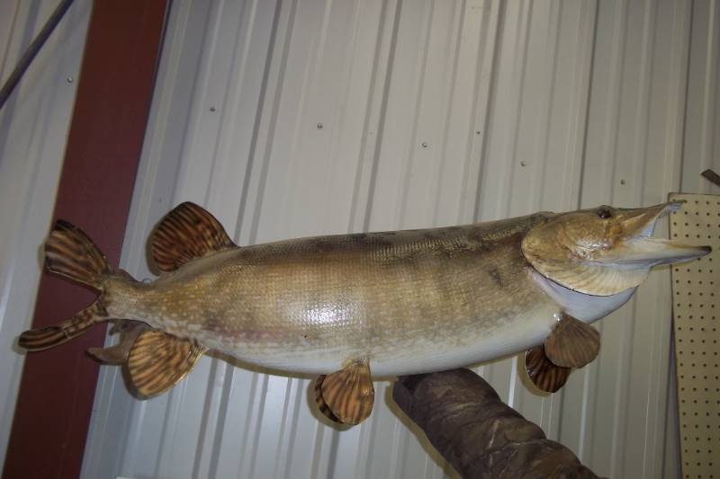 lot 14 image: Northern Pike mount weighed 18lbs and 38 long