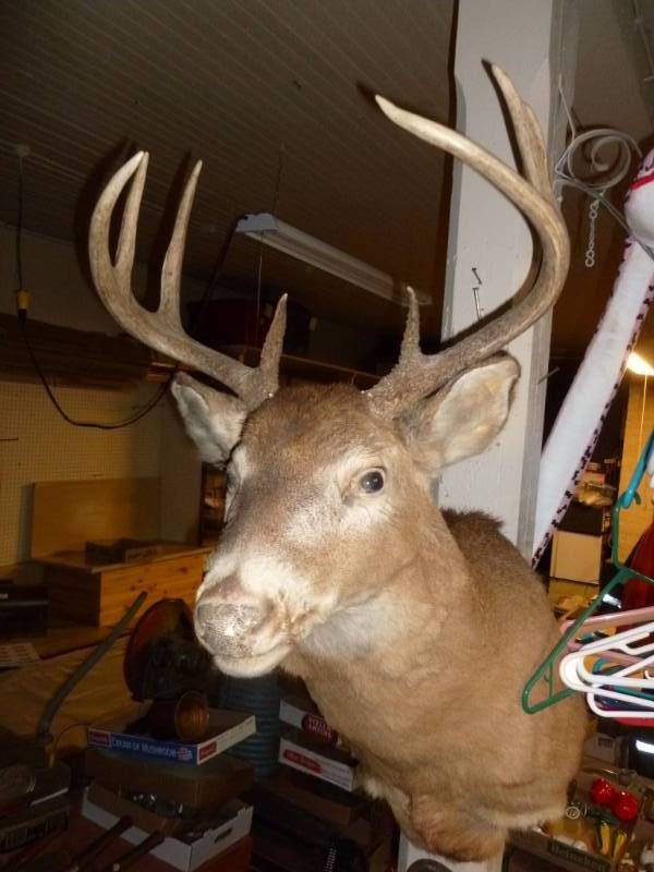 Deer Mount
