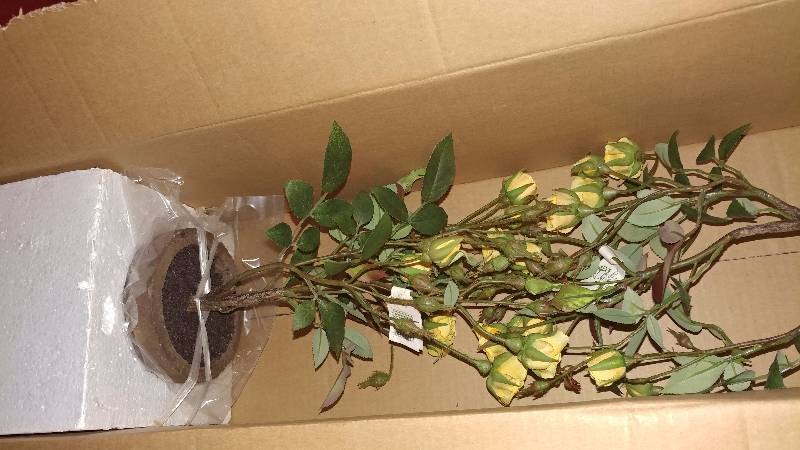 lot 98 image: 6 - Sweetheart Rose Pots