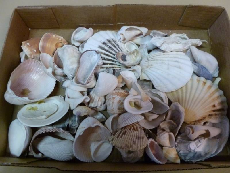 lot 195 image: Seashells