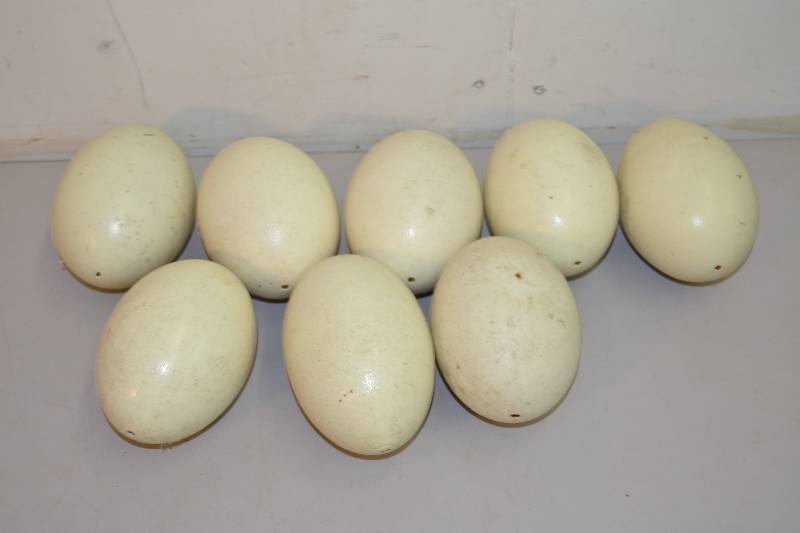 lot 137 image: Ostrich Eggs