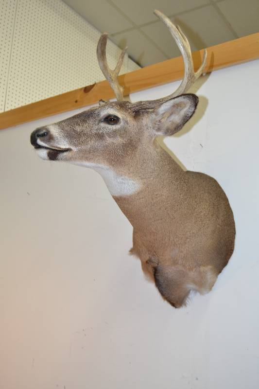 lot 77 image: Buck Mount