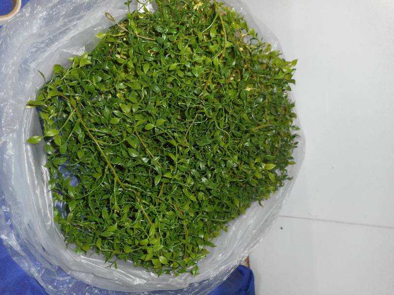 7 GREEN VINES