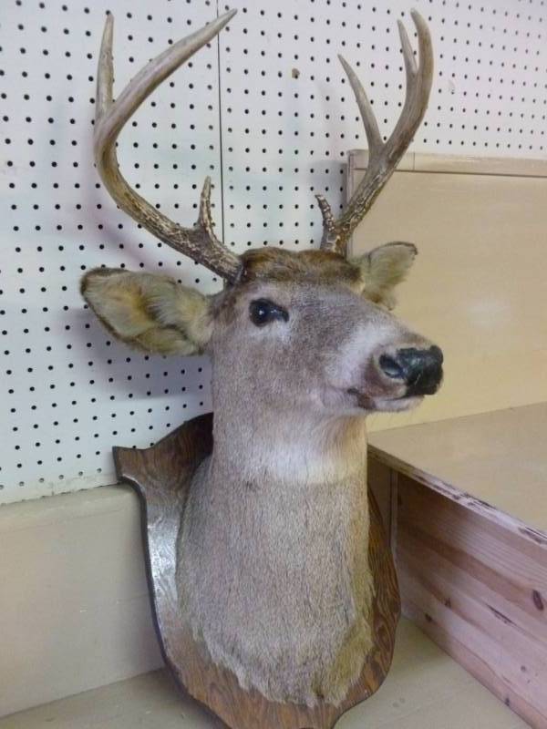 Deer Mount