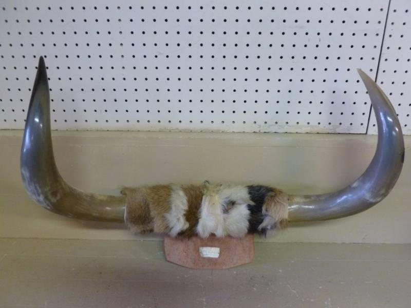 Bull Horns