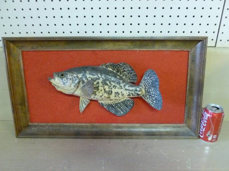 Black Crappie Mount