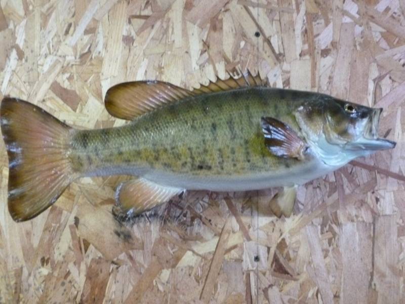 Bass Mount