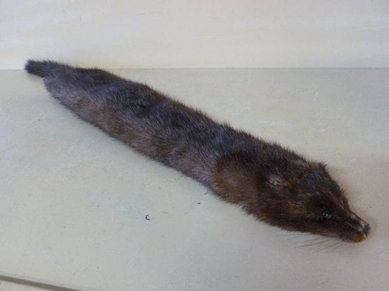 Mink Fur