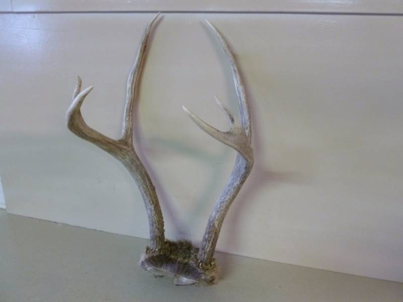 Deer Antler