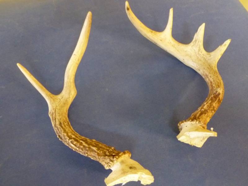 Deer Antler