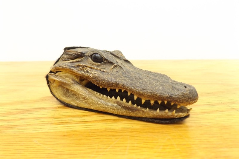 Authentic Small 5 Long Taxidermide Crocodile Head