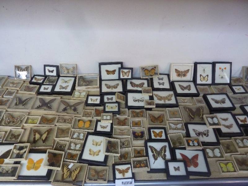 Large Butterfly Taxidermy Collection