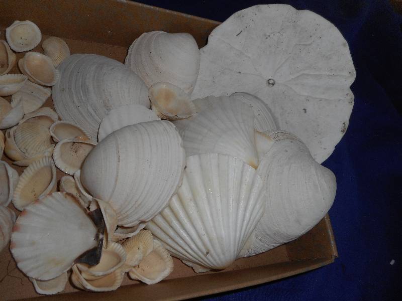SEA SHELLS