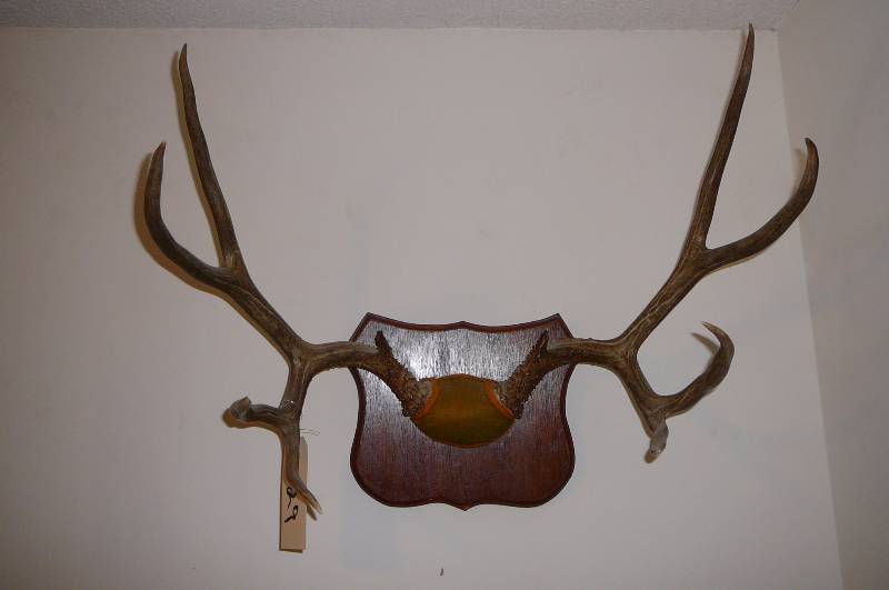 lot 129 image: Mule deer Rack