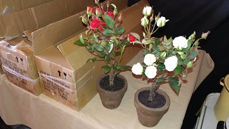 lot 268 image: 14 - Sweetheart Roses in Pots