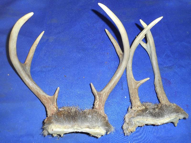 DEER RACKS