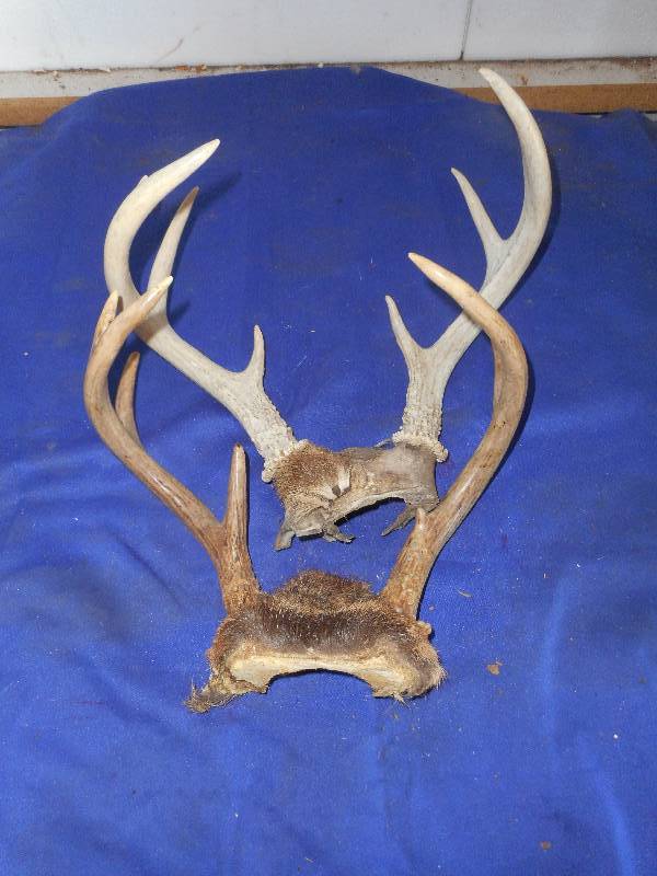2 DEER RACKS