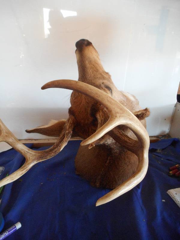 8 PT FULL HEAD HEAD DEER MOUNT