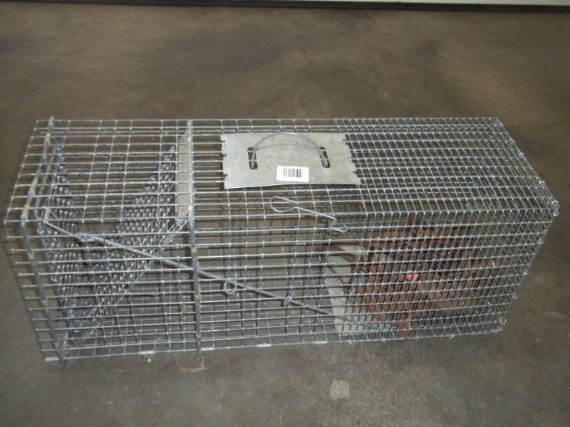 lot 143 image: Large Live animal trap 10 x 12 x32 and many gopher traps