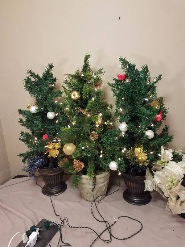 Small Christmas Tree Plant size and Flower