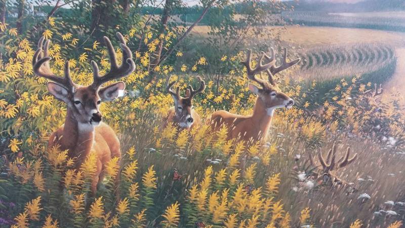 lot 15 image: The Boys of Summer - Whitetail Deer by Michael Sieve Artist Proof