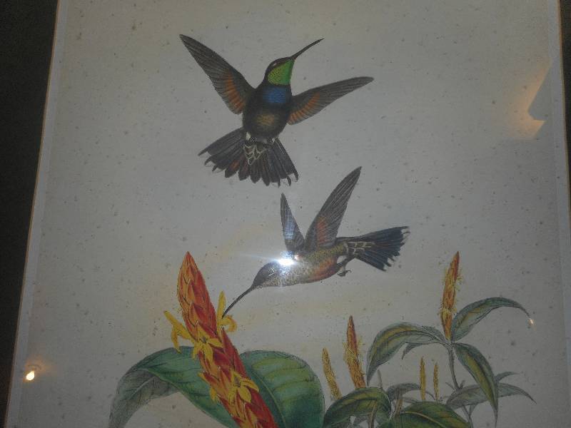 VINTAGE HUMMINGBIRD PRINT