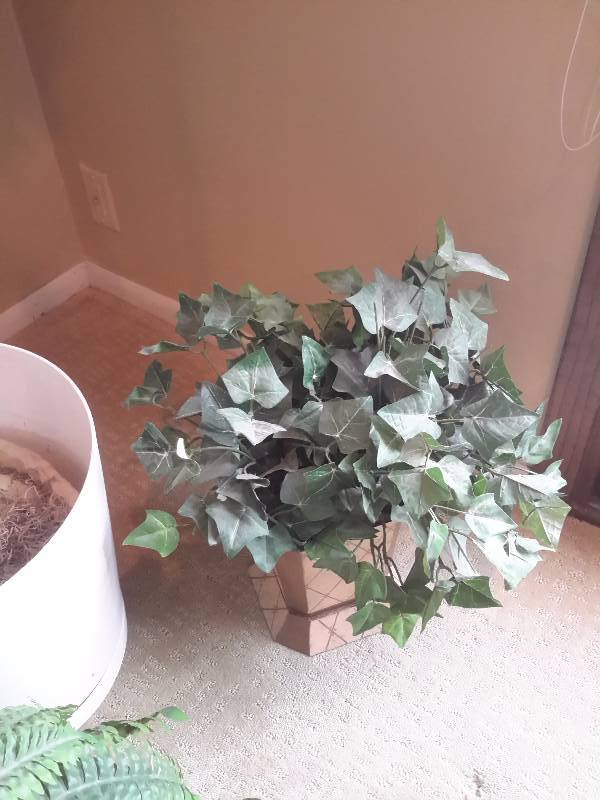 lot 74 image: 8 ft Birch Tree and other misc. plants  3 Garden Stones with messages