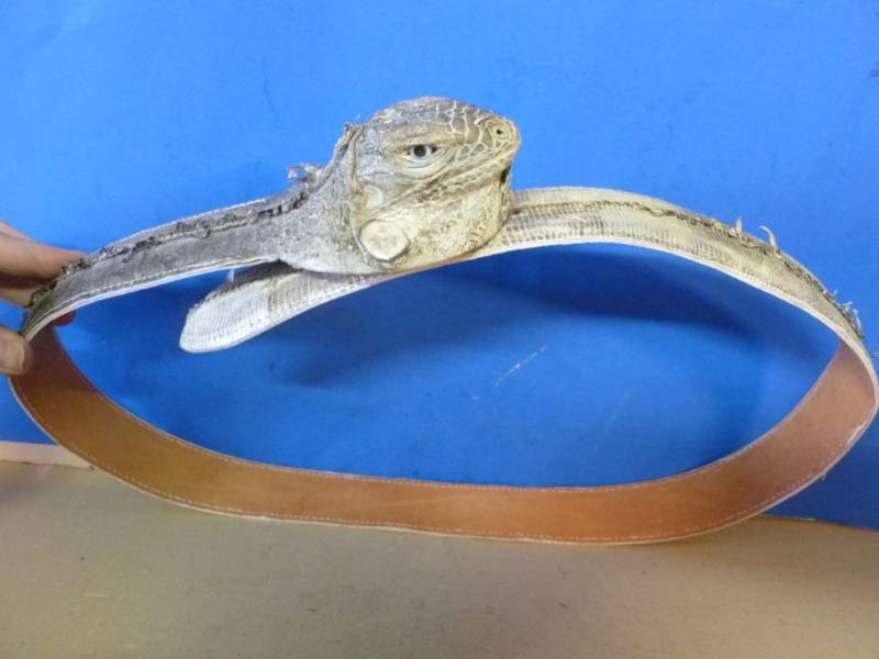 lot 207 image: Desert Lizard Belt