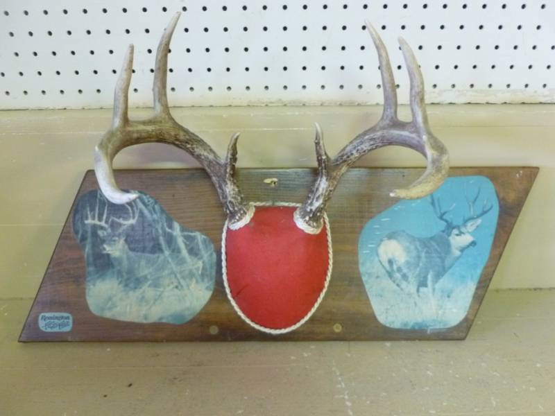 lot 243 image: Deer Rack